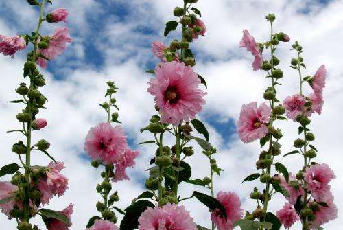 長沙東日?qǐng)@林工程有限公司,長沙園林綠化工程,長沙綠化養(yǎng)護(hù)管理 長沙東日?qǐng)@林工程有限公司,長沙園林綠化工程,長沙綠化養(yǎng)護(hù)管理