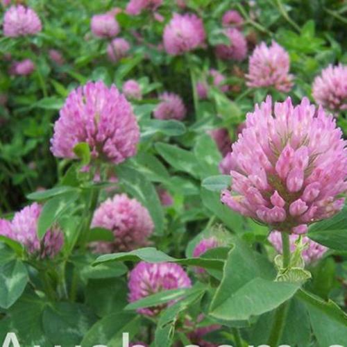 長(zhǎng)沙東日?qǐng)@林工程有限公司,長(zhǎng)沙園林綠化工程,長(zhǎng)沙綠化養(yǎng)護(hù)管理 長(zhǎng)沙東日?qǐng)@林工程有限公司,長(zhǎng)沙園林綠化工程,長(zhǎng)沙綠化養(yǎng)護(hù)管理