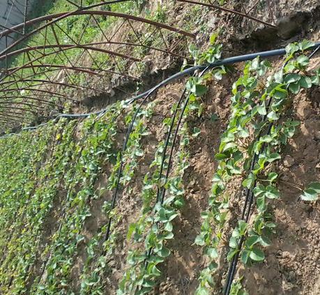 長沙東日園林工程有限公司,長沙園林綠化工程,長沙綠化養(yǎng)護管理 長沙東日園林工程有限公司,長沙園林綠化工程,長沙綠化養(yǎng)護管理